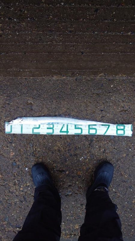 最近太刀魚からサゴシ