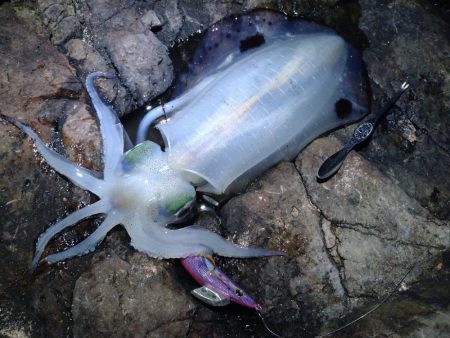 荒れる前にエギング