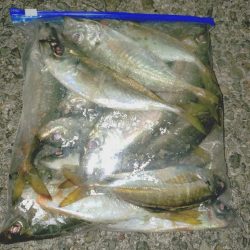 毎年恒例アジ狙いのカゴ釣り🎣