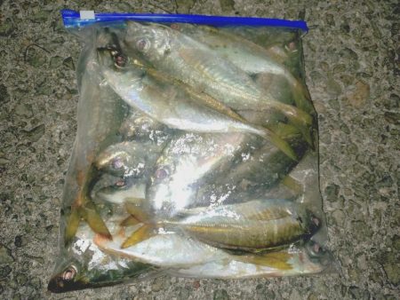 毎年恒例アジ狙いのカゴ釣り🎣