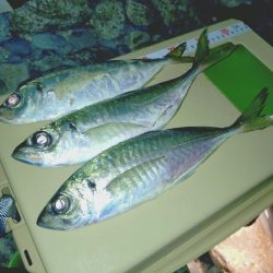 サーフフロートアジング