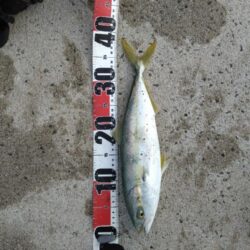 ノマセできた！