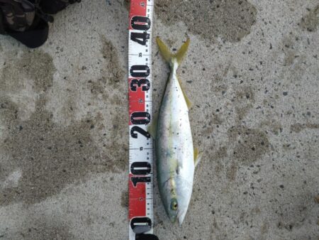 ノマセできた！