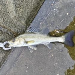 シーバスフィッシング