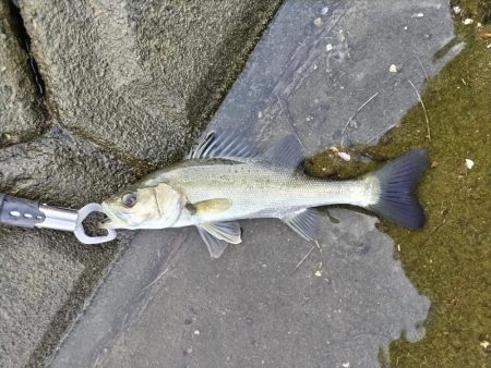 シーバスフィッシング