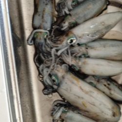 極寒ティップラン