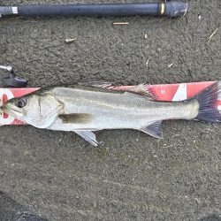 四目釣れました!