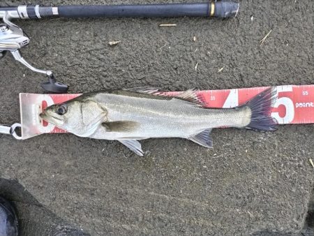 四目釣れました!