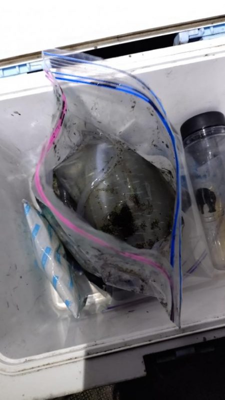 ティップラン終盤戦