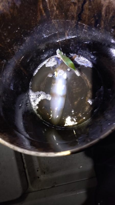 広島湾ティップラン最終戦