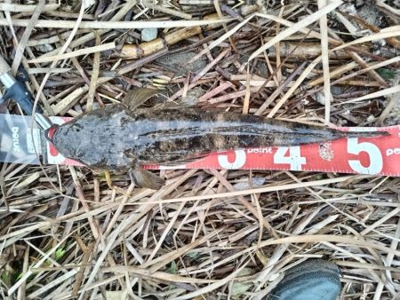 マゴチとソゲが釣れました!