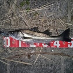 ナイトシーバスをキャッチ！