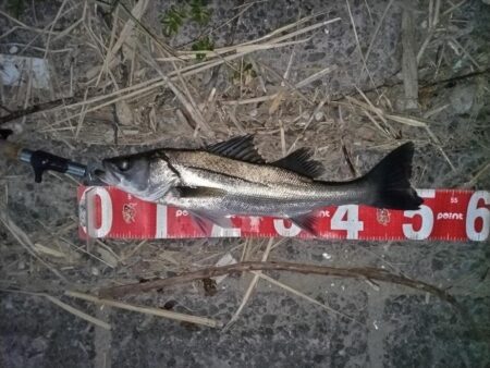 ナイトシーバスをキャッチ！