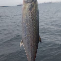 ショアジギング サゴシ祭り