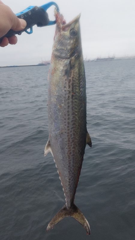 ショアジギング サゴシ祭り