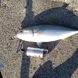 やっと姿見れた