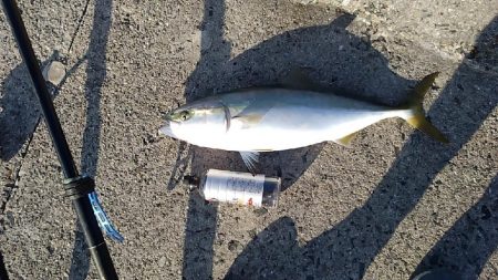 やっと姿見れた