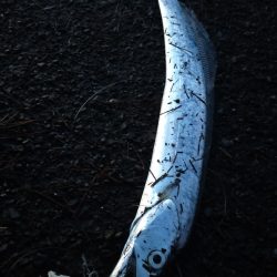 地合いは40分くらい