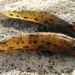 青物不発、ハゼやギンポは好調