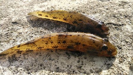 青物不発、ハゼやギンポは好調