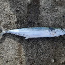 去年ぶりのキバ族