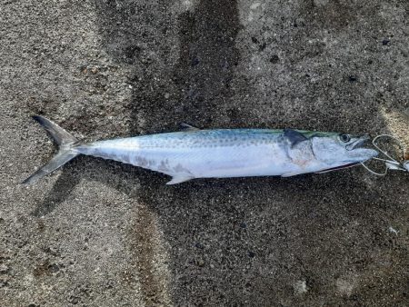 去年ぶりのキバ族