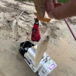 今回も落ちキス探して釣行しました