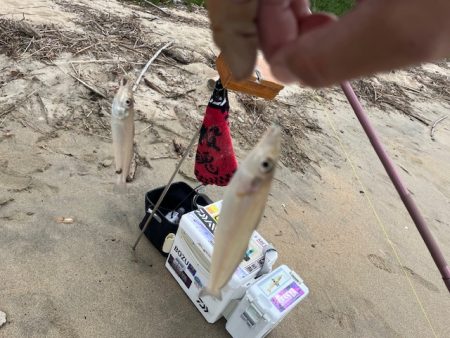 今回も落ちキス探して釣行しました