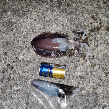 秋イカ狙い