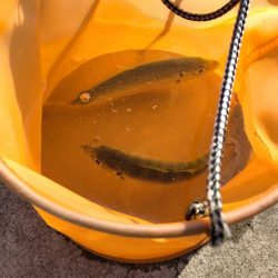 投げサビキでアジ