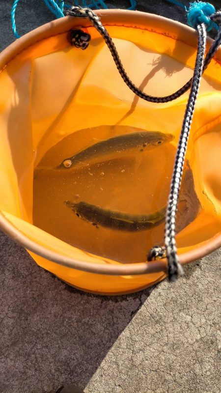 投げサビキでアジ