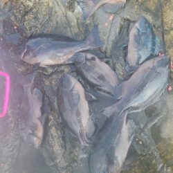 和歌山市江（吉丸渡船）でグレ釣り