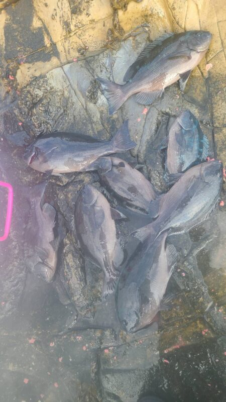 和歌山市江（吉丸渡船）でグレ釣り