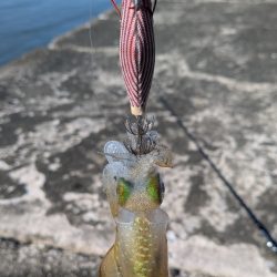 久しぶりのエギング