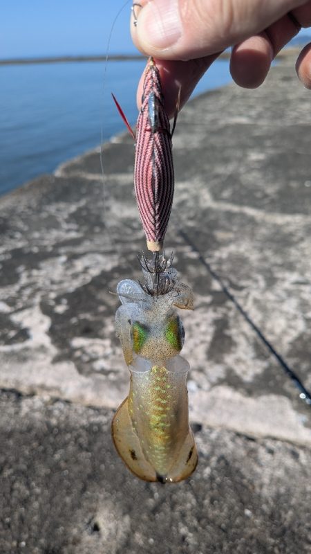 久しぶりのエギング