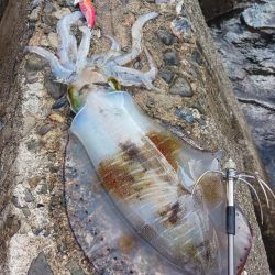 とりあえずアオリ10回目