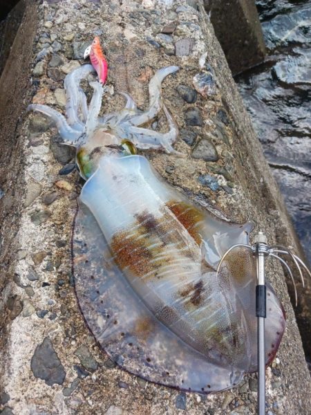 とりあえずアオリ10回目