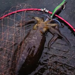 とりあえずアオリ11回目