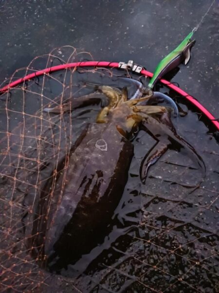 とりあえずアオリ11回目