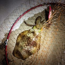 とりあえずアオリ9回目（8回目はボウズ）