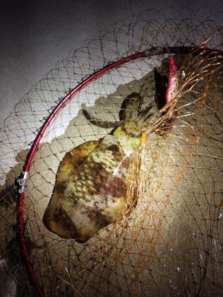 とりあえずアオリ9回目（8回目はボウズ）