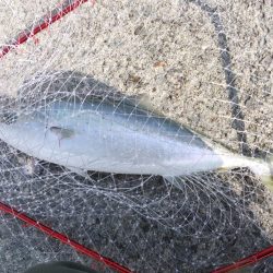 リベンジ成功！＆久々のメジロ！！