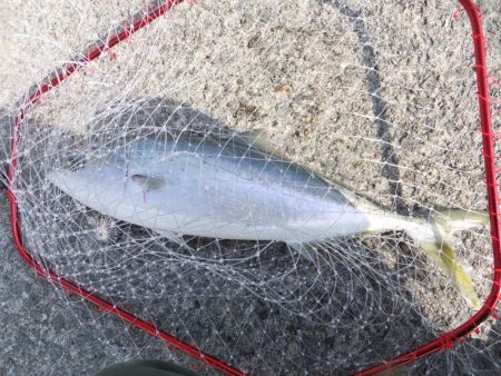 リベンジ成功！＆久々のメジロ！！