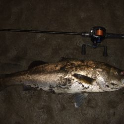 久々のベイトシーバス