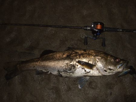 久々のベイトシーバス