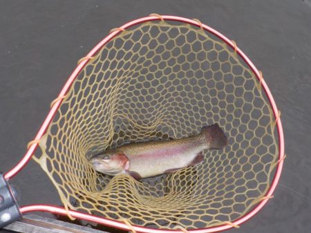 フライフィッシング第2戦〜ハミングバード通…