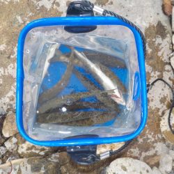 アマゴ管釣り第1戦〜小柿渓谷放流釣り場〜