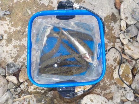 アマゴ管釣り第1戦〜小柿渓谷放流釣り場〜