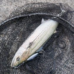 朝マズメのみの短時間釣行