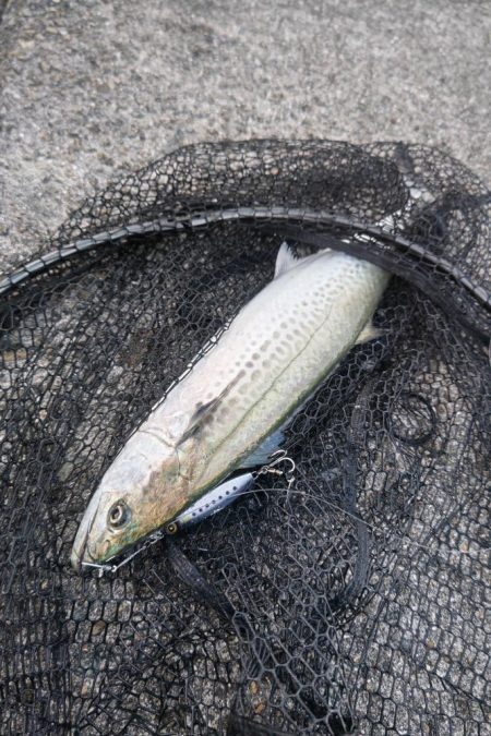 朝マズメのみの短時間釣行